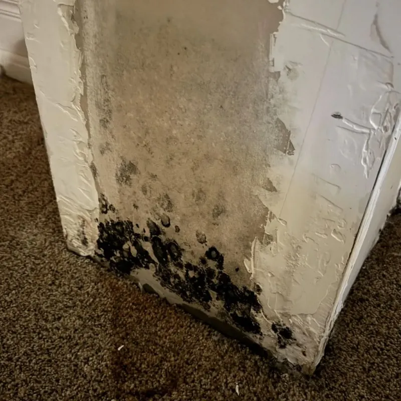 Professional Mold Removal in Bradford, OH